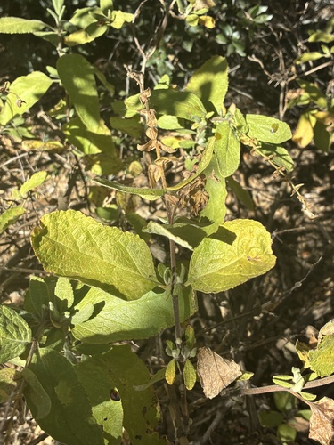 Lepechinia calycina