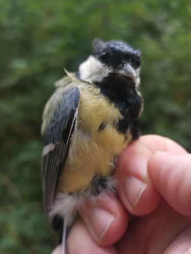 Great Tit