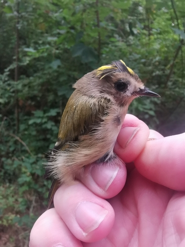 Goldcrest