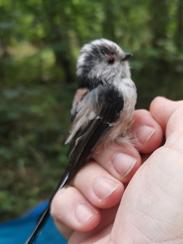 Long-tailed Tit