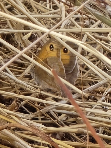 Meadow Brown