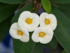 Euphorbia milii