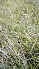 Libelloides coccajus