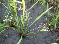 Sagittaria platyphylla