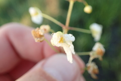 Sagittaria platyphylla