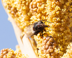 Copestylum mexicanum