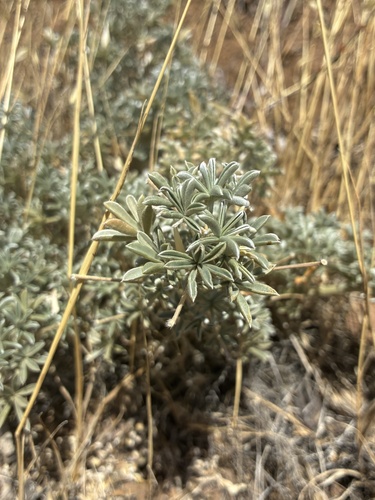 Lupinus albifrons, photograph 2