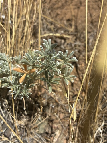 Lupinus albifrons, photograph 3
