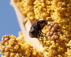 Copestylum mexicanum