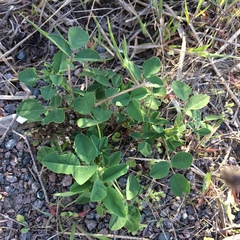 Melilotus officinalis