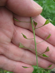 Capsella bursa-pastoris