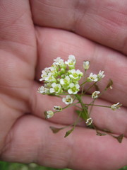 Capsella bursa-pastoris