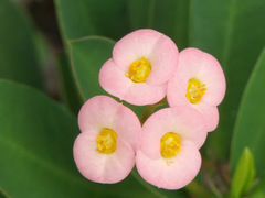 Euphorbia milii