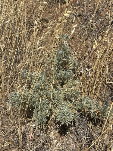 Lupinus albifrons, photograph 4