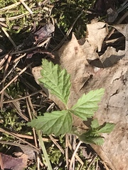 Rubus pubescens