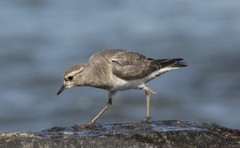 Charadrius modestus
