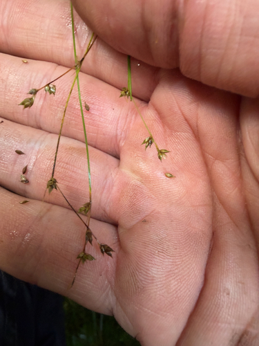 Carex brunnescens observed 2026-08-25