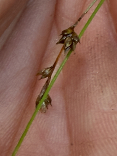 Carex brunnescens, photograph 3