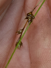 (c) naturalist charlie, some rights reserved (CC BY) Carex brunnescens, photograph (c) naturalist charlie, some rights reserved (CC BY)