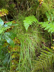(c) naturalist charlie, some rights reserved (CC BY) Carex brunnescens, photograph (c) naturalist charlie, some rights reserved (CC BY)