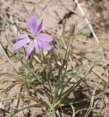 Lygodesmia grandiflora