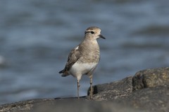 Charadrius modestus