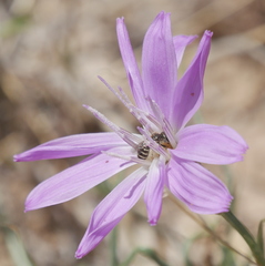 Lygodesmia grandiflora