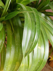 Pandanus dubius