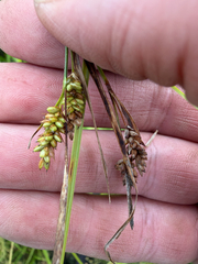 Carex pallescens, photograph (c) naturalist charlie, some rights reserved (CC BY)