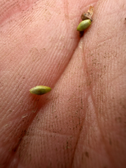 Carex pallescens, photograph (c) naturalist charlie, some rights reserved (CC BY)