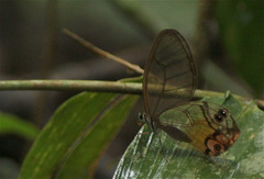 Haetera piera