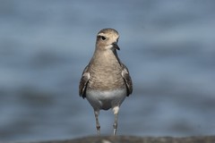 Charadrius modestus
