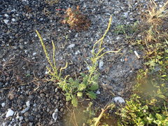 Verbena xutha