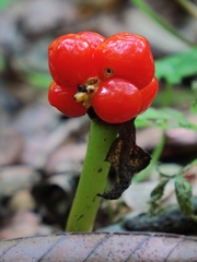 Arum megobrebi, photograph ks1v, CC0, iNaturalist via GBIF