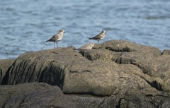 Charadrius modestus