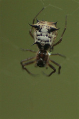 Micrathena woytkowskii