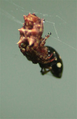 Wagneriana