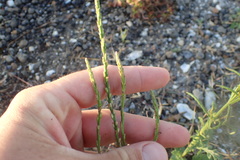 Verbena xutha
