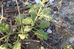Verbena xutha