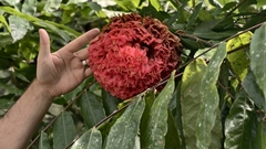 Brownea grandiceps, photograph (c) fmunoz, some rights reserved (CC BY)