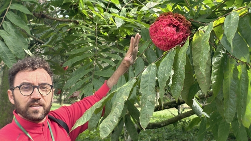 Brownea grandiceps, photograph 3