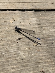 Argia immunda