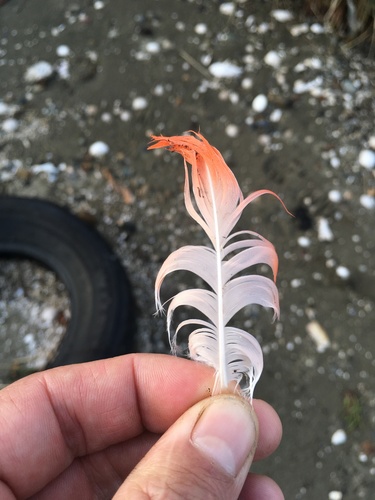 Plume de Flamant du Chili