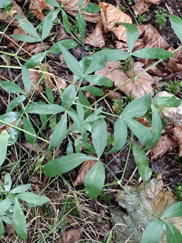 Siler montanum, photograph 4