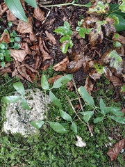 Siler montanum, photograph (c) Em Calam, some rights reserved (CC BY)