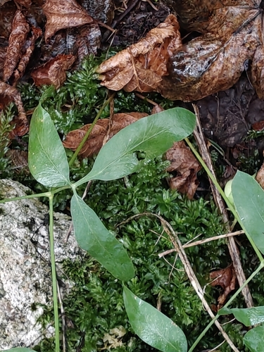 Siler montanum, photograph 6