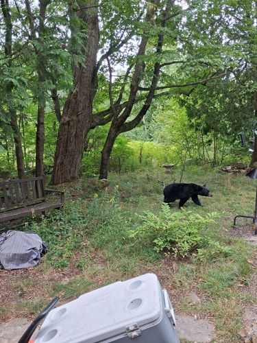 Black Bear sighting near Bruce