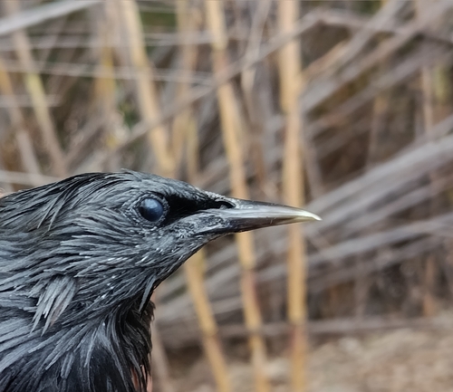 Spotless Starling