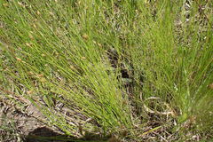 Eleocharis tuberculosa