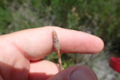 Eleocharis tuberculosa